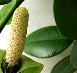 Посадка домашних деревьев - тип 4