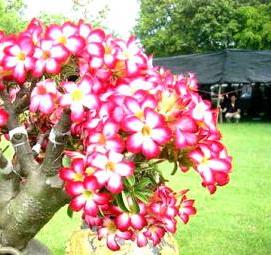 Посадка домашних деревьев - тип 3