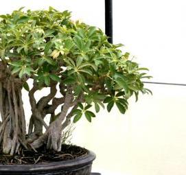 Посадка домашних деревьев - тип 2