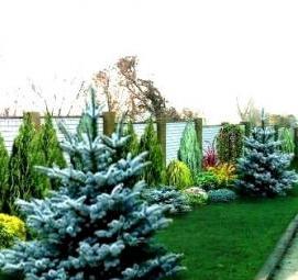 Посадка хвойных деревьев - вариант 1