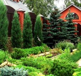 Посадка хвойных деревьев - вариант 4