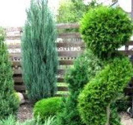 Посадка хвойных деревьев - вариант 2