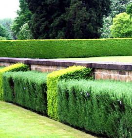 Посадка изгороди - модель 4