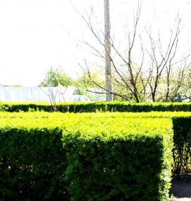 Посадка изгороди - модель 3