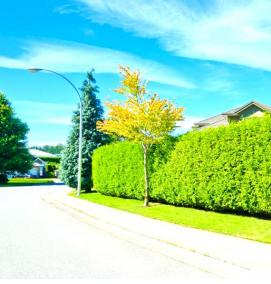 Посадка изгороди - модель 2