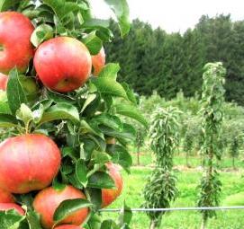 Посадка колоновидных деревьев - тип 1