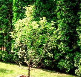 Посадка колоновидных плодовых деревьев - вариант 4