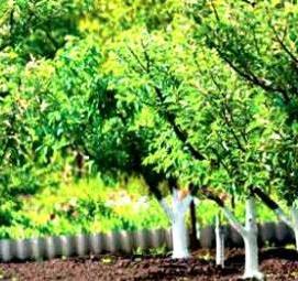 Посадка колоновидных плодовых деревьев - вариант 2