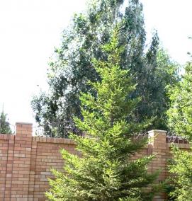 Посадка крупномерных деревьев - тип 1