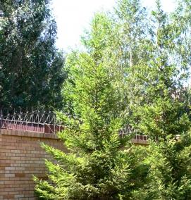 Посадка крупномерных деревьев - тип 3