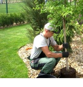 Посадка крупных деревьев - тип 2