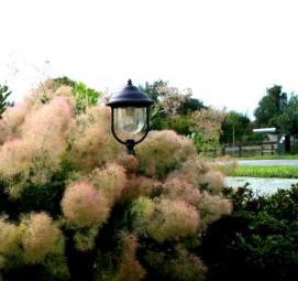 Посадка многолетних кустарников - тип 1