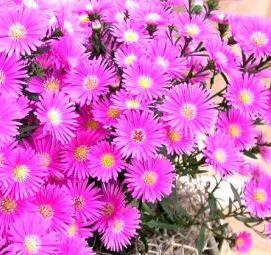 Посадка многолетних кустарников - тип 3