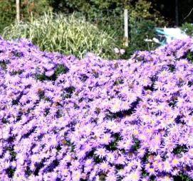 Посадка многолетних кустарников - тип 2