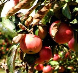 Посадка плодовых деревьев - модель 1