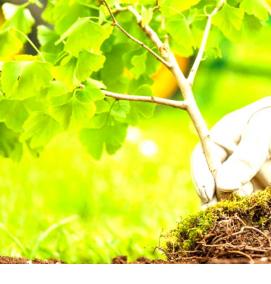 Посадка садовых деревьев - тип 3