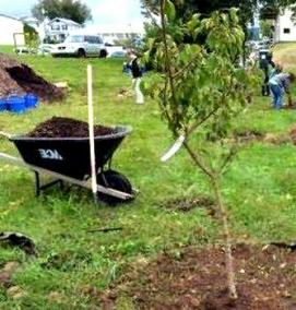 Посадка садовых деревьев - тип 2