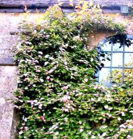 Посадка взрослых деревьев - модель 1