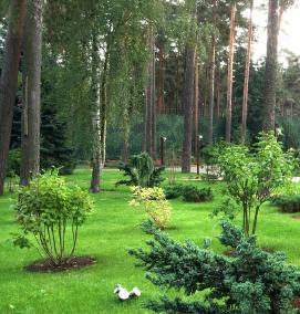 Посадка взрослых деревьев - модель 4