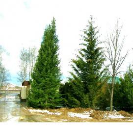 Посадка взрослых деревьев - модель 3