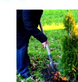 Посадка взрослых деревьев - модель 2