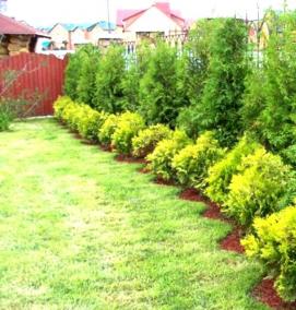 Посадка живой изгороди - модель 1