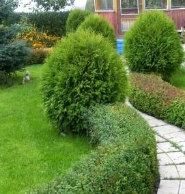 Посадка живой изгороди - модель 4