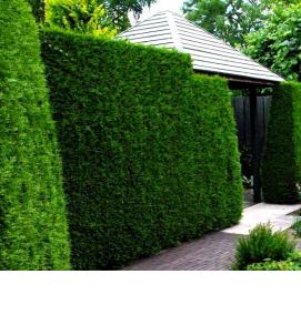 Посадка живой изгороди - модель 2