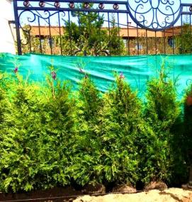 Производственное озеленение - вариант 4