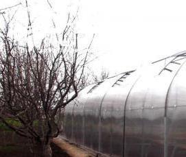 Промышленные фермерские теплицы - вариант 3