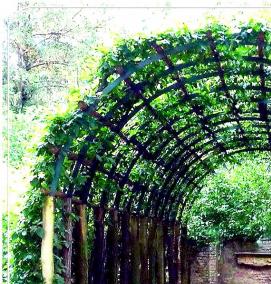 Проволока для шпалеры винограда - вариант 3