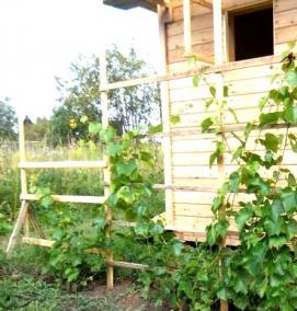 Проволока для шпалеры винограда - вариант 2