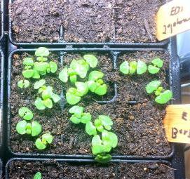 рассада базилика - тип 2