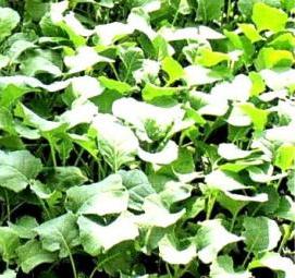 рассада капусты - тип 4