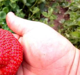 рассада клубники азия - вариант 1