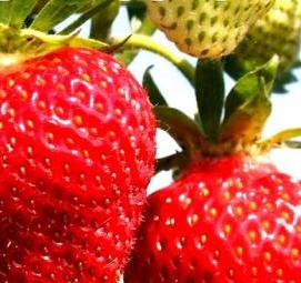 рассада клубники фестивальная - вариант 3