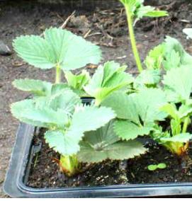 рассада клубники из голландии - модель 1