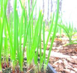 рассада лука порея - вариант 2