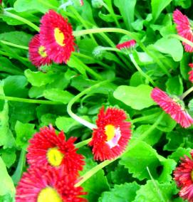 рассада маргариток - тип 2