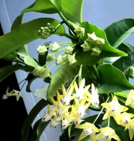 рассада мультифлоры - тип 1