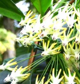 рассада мультифлоры - тип 4