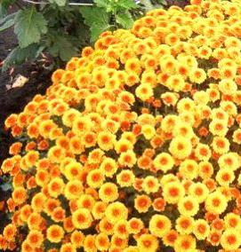 рассада мультифлоры - тип 3