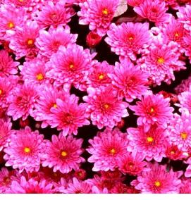 рассада мультифлоры - тип 2