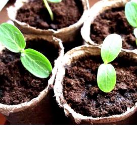 рассада орех - вариант 1