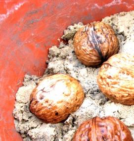 рассада орех - вариант 2