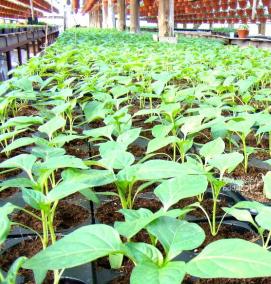 рассада овощных культур - модель 4