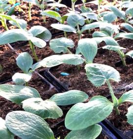 рассада овощных культур - модель 3