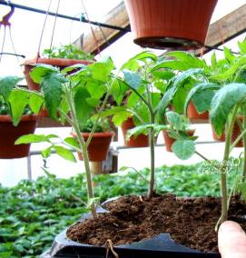 рассада овощных культур - модель 2