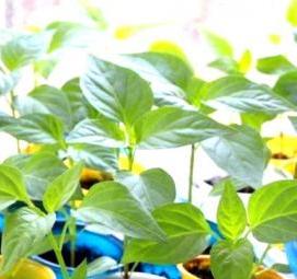 рассада перцев баклажан - тип 3