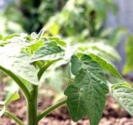 рассада перцев баклажан - тип 2